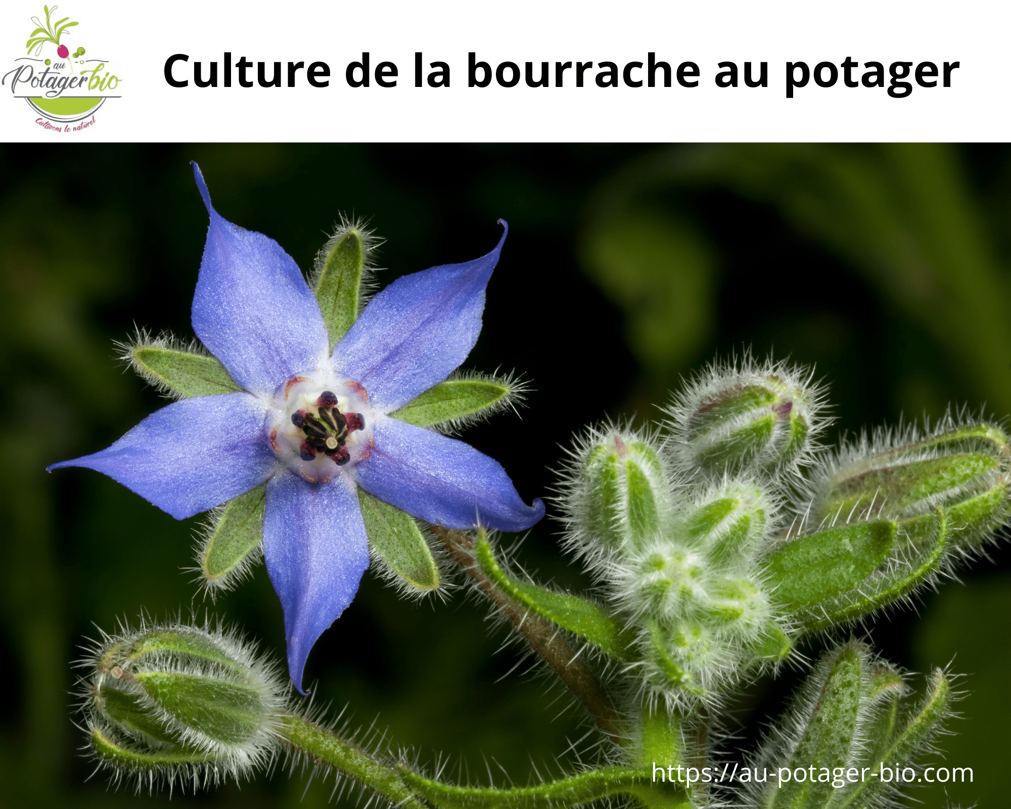 Bourrache Une Plante Magique Cultiver Au Jardin Au Potager Bio Bourrache Une Plante Magique Cultiver Au Jardin Au Potager Bio