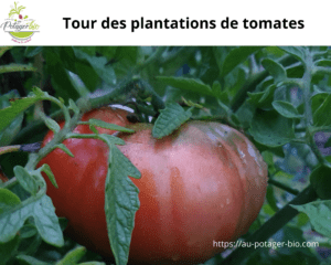 plantations de tomates