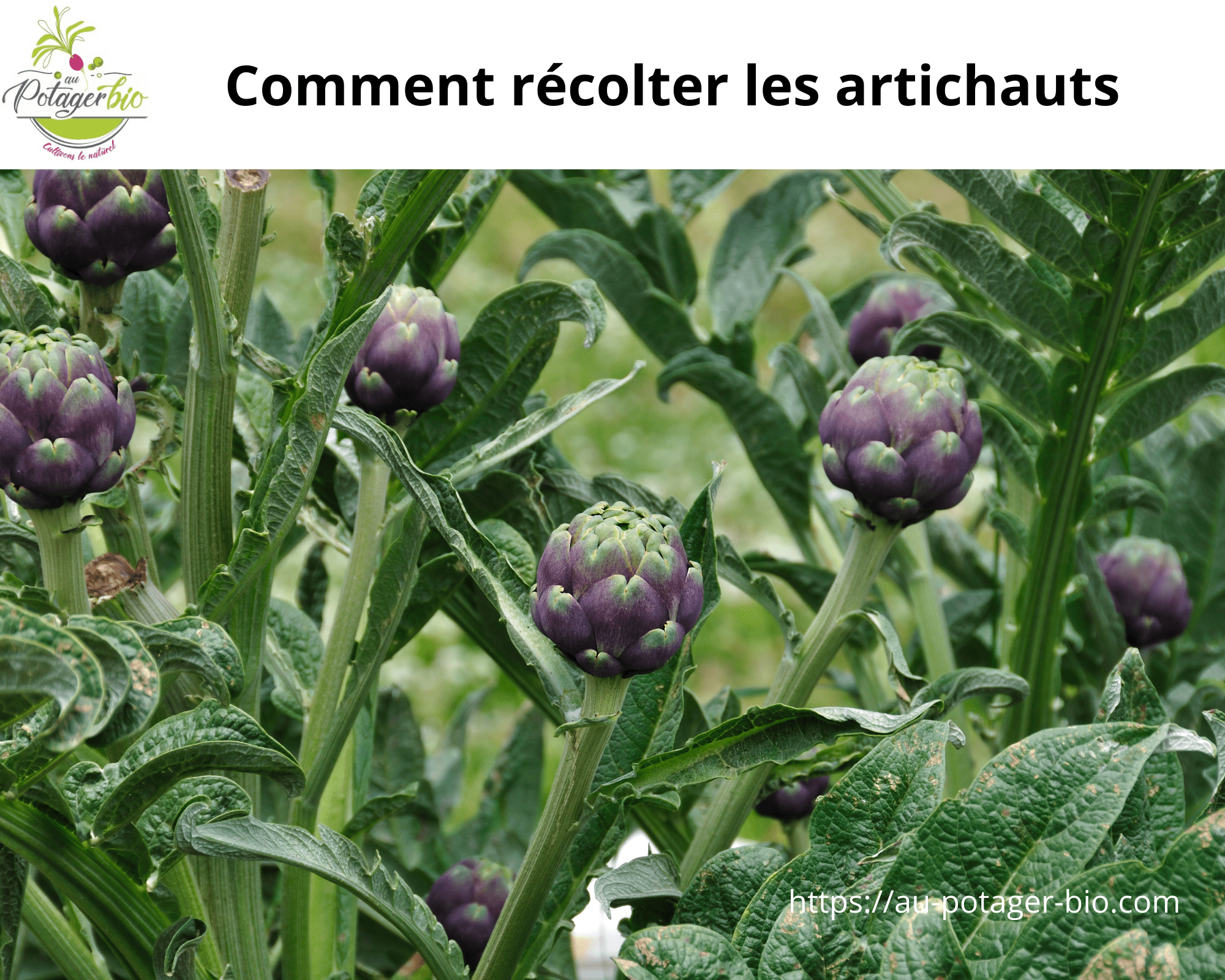 Récolter les artichauts Conseils et méthodes Au potager bio