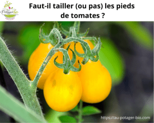 Tailler les tomates