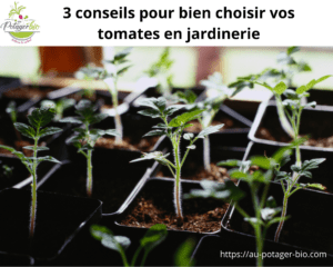 tomates en jardinerie 