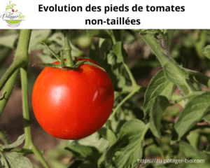 tomates non taillées
