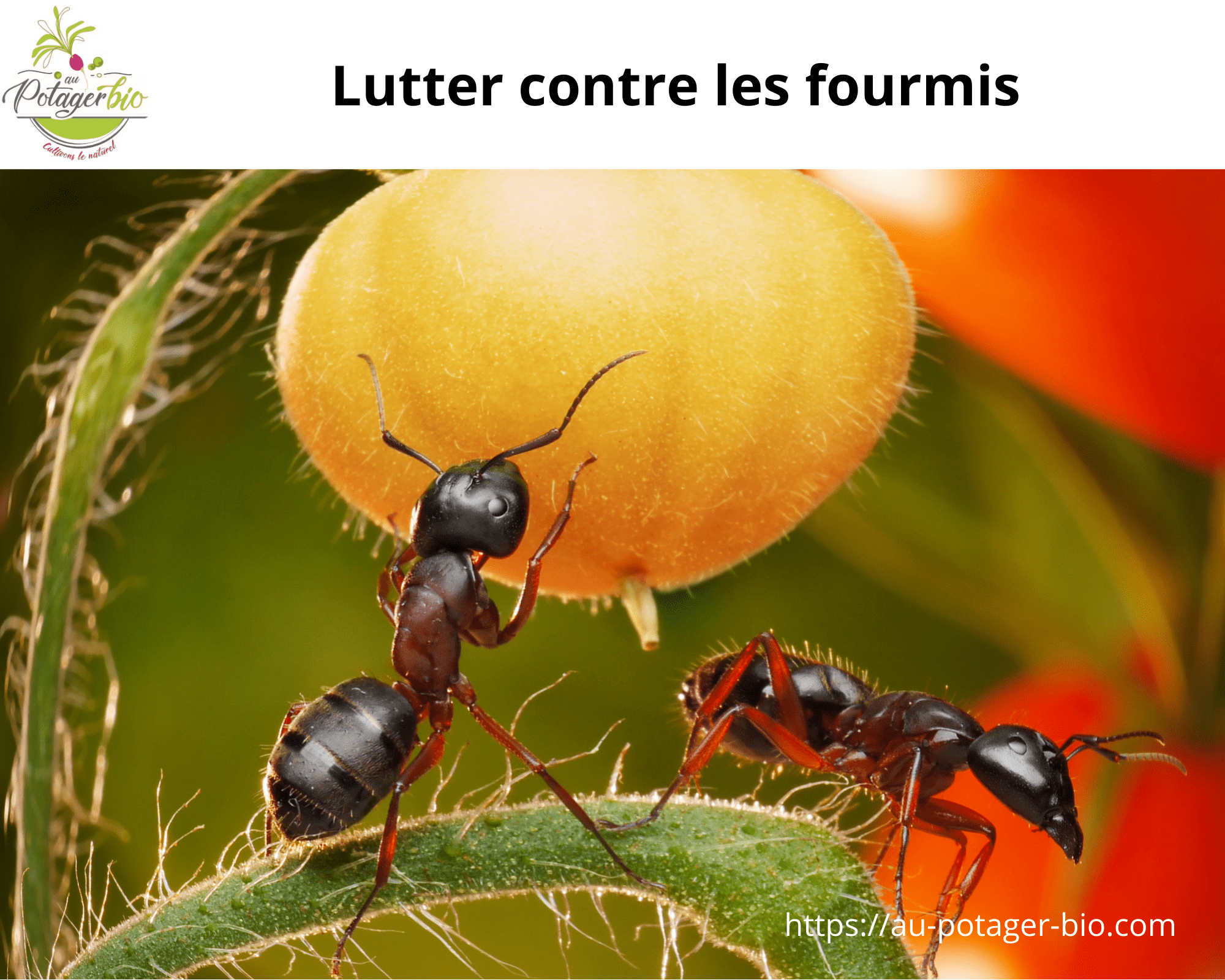 Les Fourmis Sont Elles Utiles 12 M thodes Pour loigner Les Fourmis Les Fourmis Sont Elles Utiles 12 M thodes Pour loigner Les Fourmis