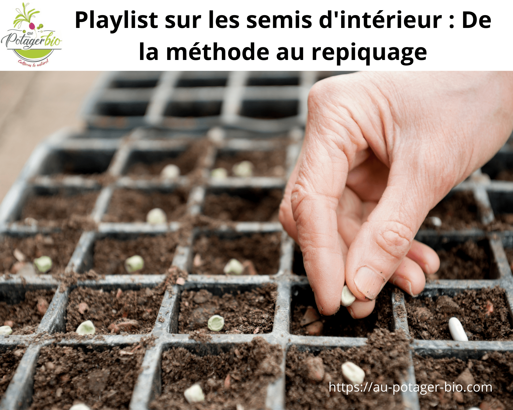 Semis Semis Intérieurs Problèmes: Symptômes Des Semis – IVEDZB