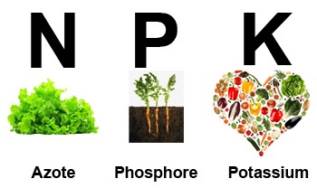 NPK, azote, phosphore et potassium