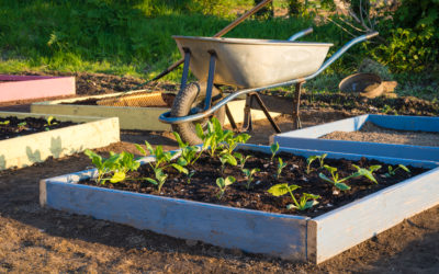 Le potager autosuffisant : les 5 étapes clés pour y arriver