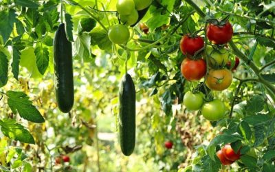 Comment créer un potager vertical ?