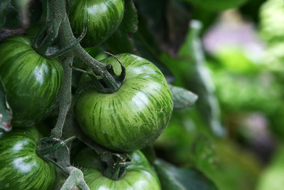 Parmi les tomates anciennes : "La Green Zebra"