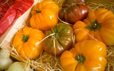 7 tomates anciennes à cultiver au potager