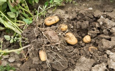 Pomme de terre : réussir sa culture pour une bonne récolte