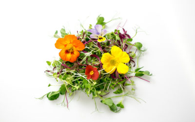 Nos meilleures recettes de fleurs comestibles