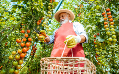 Quels fruits et légumes cultiver sous serre ?