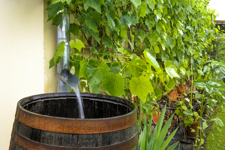 La récupération de l'eau de pluie au jardin