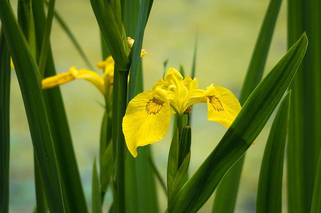 L'iris de marais comme plante de bassin
