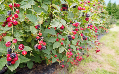 Planter une haie gourmande : tous nos conseils