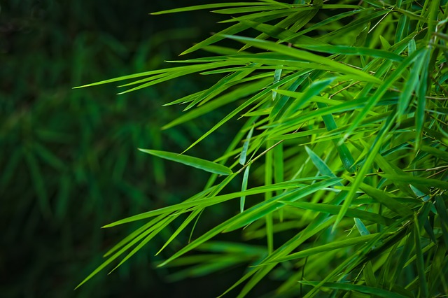 Le bambou dans une haie brise-vue