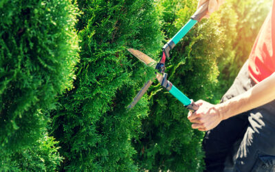 Quels arbustes planter dans une haie brise-vue ?