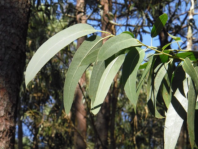 Soigner les maux de l'hiver avec de l'eucalyptus