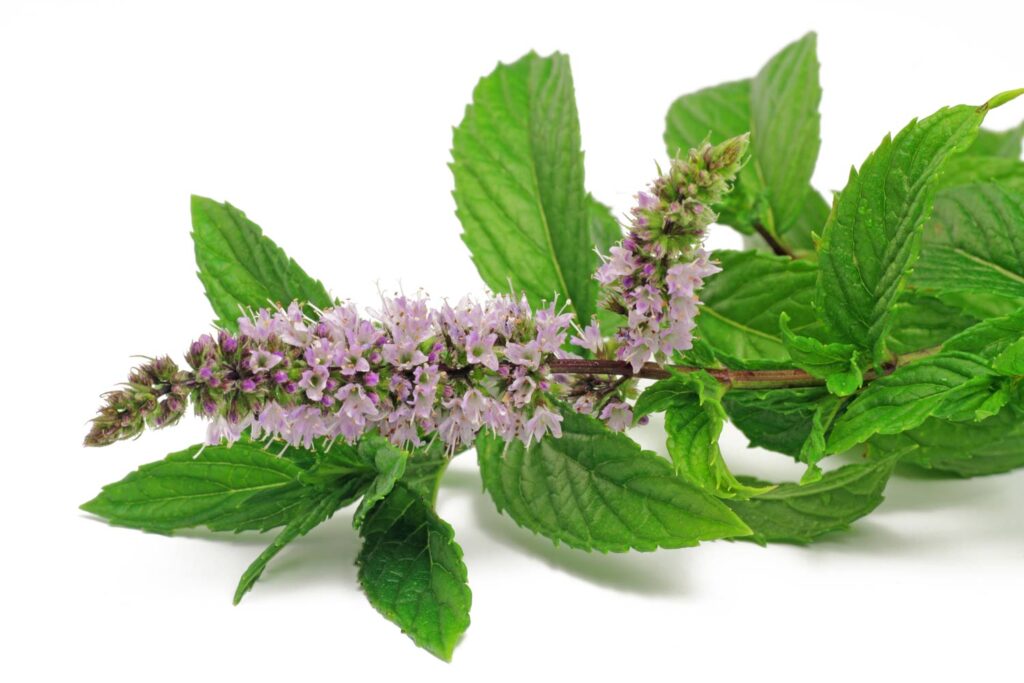 La Menthe Culture Et Entretien Au Potager Bio La Menthe Culture Et Entretien Au Potager Bio