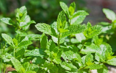 Menthe : culture, entretien et utilisation