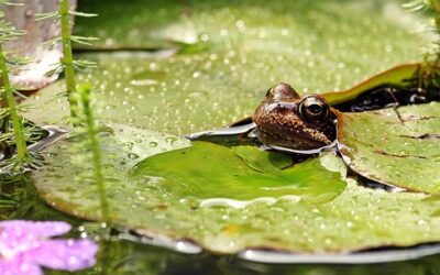 Aménager un bassin dans son jardin pas à pas