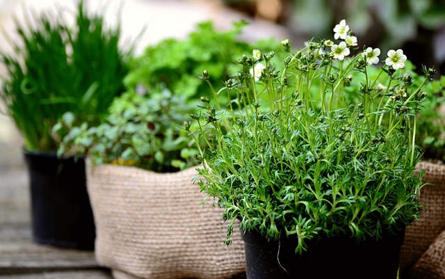 Comment cultiver des plantes aromatiques dans sa cuisine ?