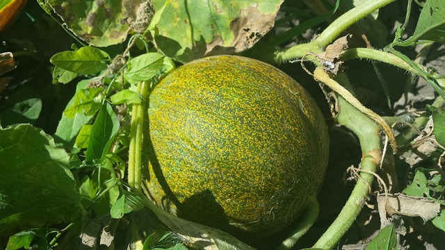 Le melon en permaculture
