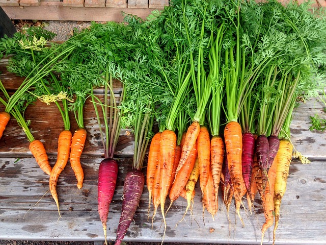 Toutes nos astuces pour réussir la culture des carottes
