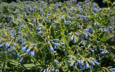 Les plantes fertilisantes : des alliées précieuses pour votre jardin