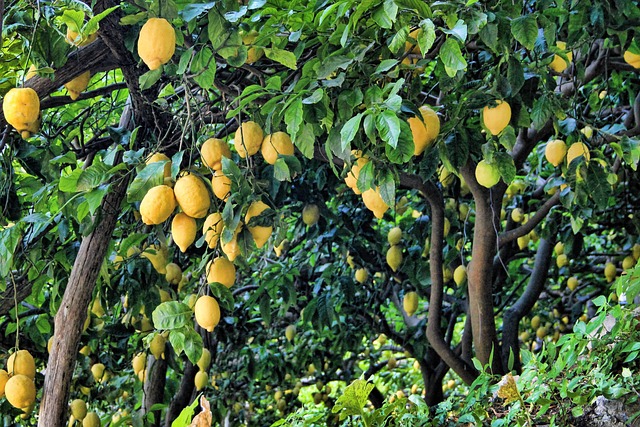 Cultiver des agrumes comme le citronnier