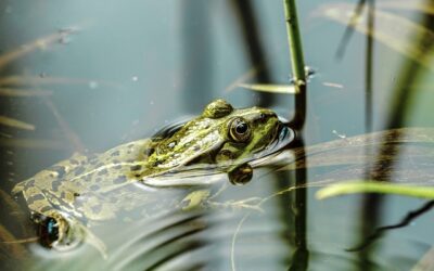 Comment aménager les berges d’un bassin ?