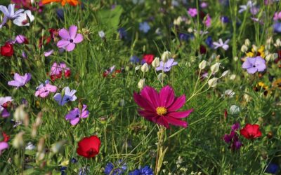 Comment créer un jardin de fleurs sauvages ?