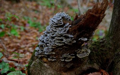 Pourquoi faire une place au bois mort au jardin ?