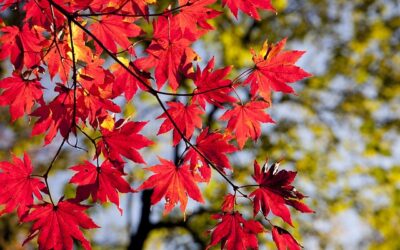 Comment créer un jardin coloré pour l’automne ?