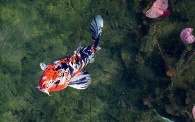 Installer des poissons dans un bassin de jardin