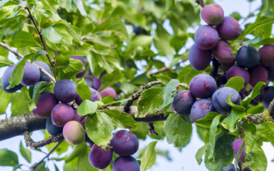 Quel arbre planter en permaculture ?