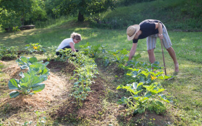 Les associations de plantes au potager