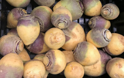 Le rutabaga, un légume à réhabiliter au potager