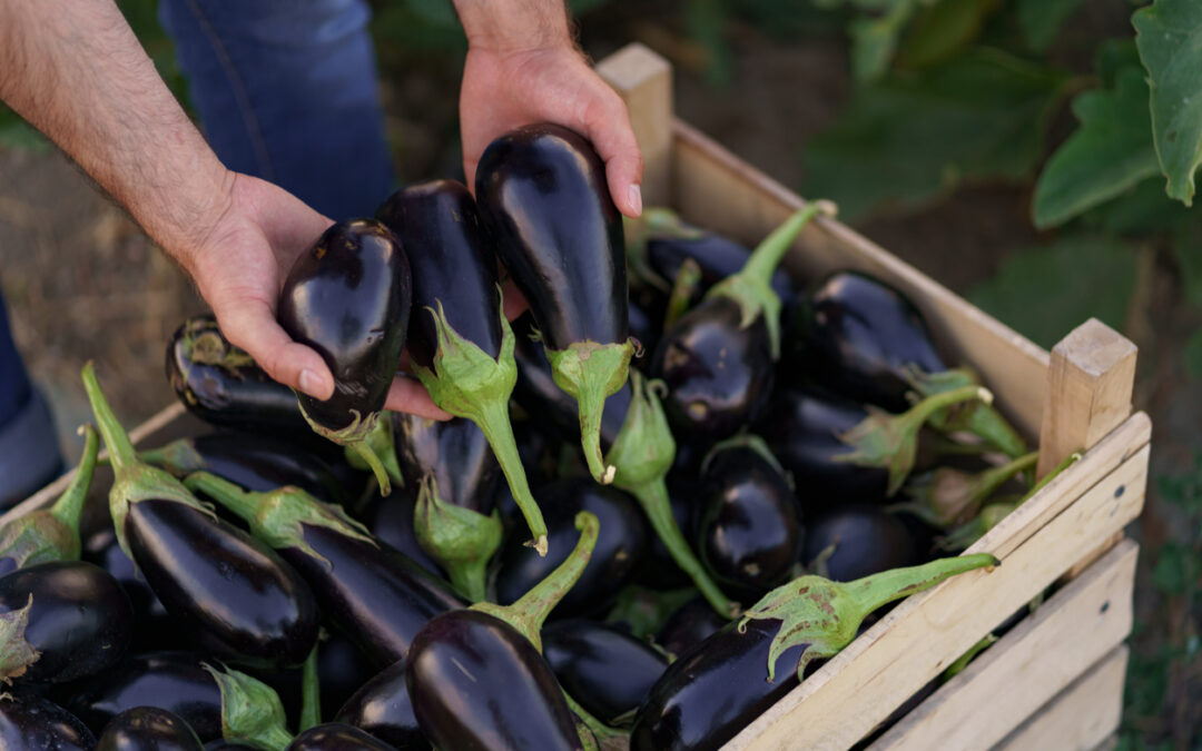 La culture de l’aubergine au potager