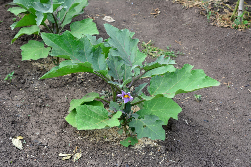 Planter un pied d'aubergine !