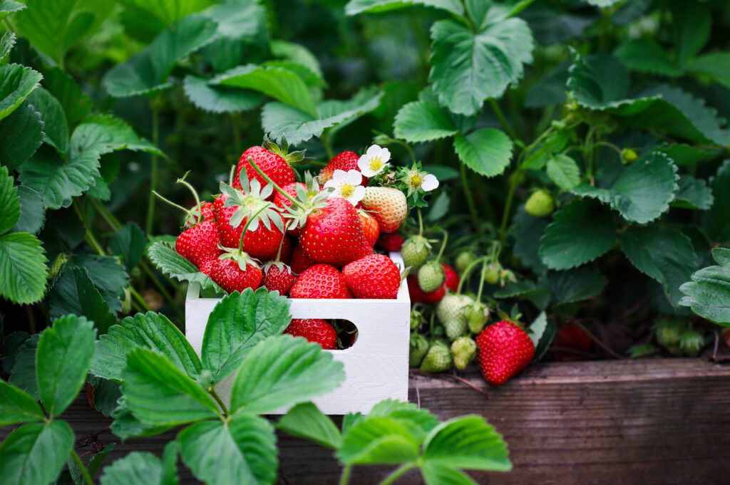 Récolter ses fraises sur un balcon