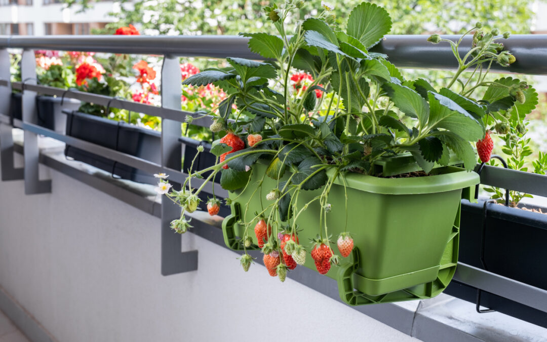 Comment cultiver des fraisiers sur un balcon ?