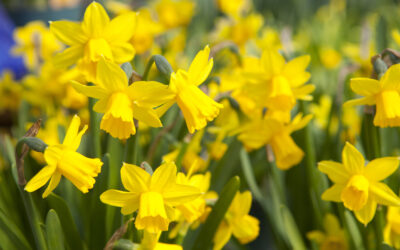 Réussir les narcisses, du jardin au bouquet