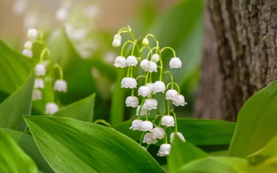 Comment cultiver du muguet ?