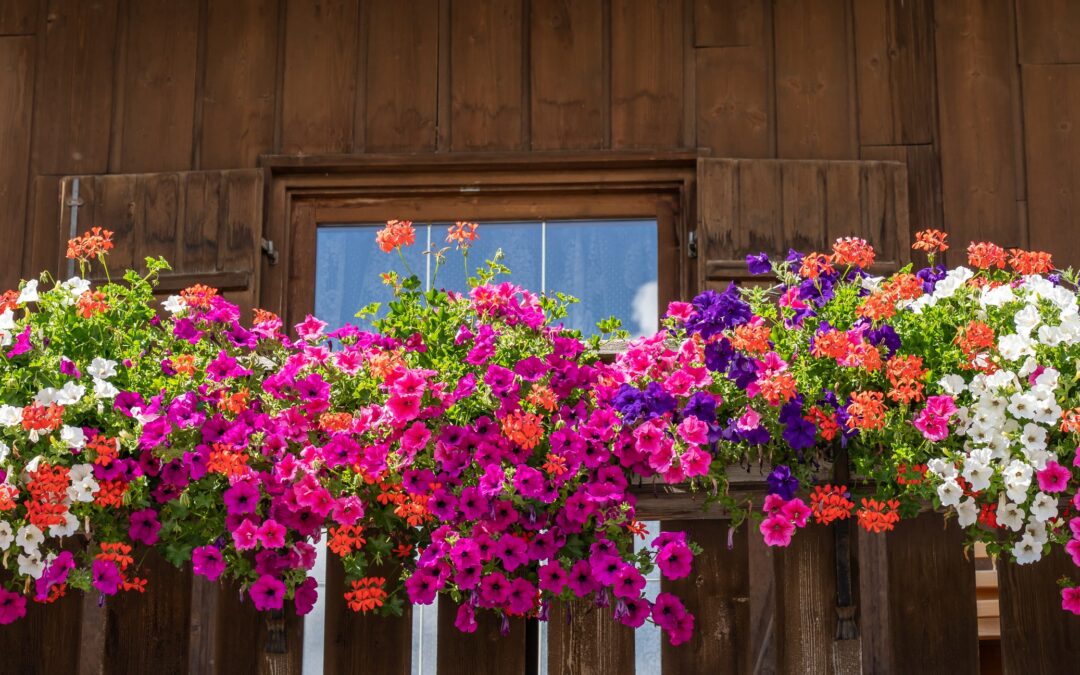 L'image montre un balcon en bois d'une maison traditionnelle, décoré avec plusieurs jardinières remplies de fleurs luxuriantes. Les fleurs, comprenant des pétunias de diverses couleurs telles que le rouge, le rose vif, le pourpre, et le blanc, sont en pleine floraison et pendent élégamment sur les côtés du balcon. Le fond en bois brun foncé du balcon contraste magnifiquement avec les couleurs vives des fleurs, ajoutant à l'esthétique pittoresque de la scène.