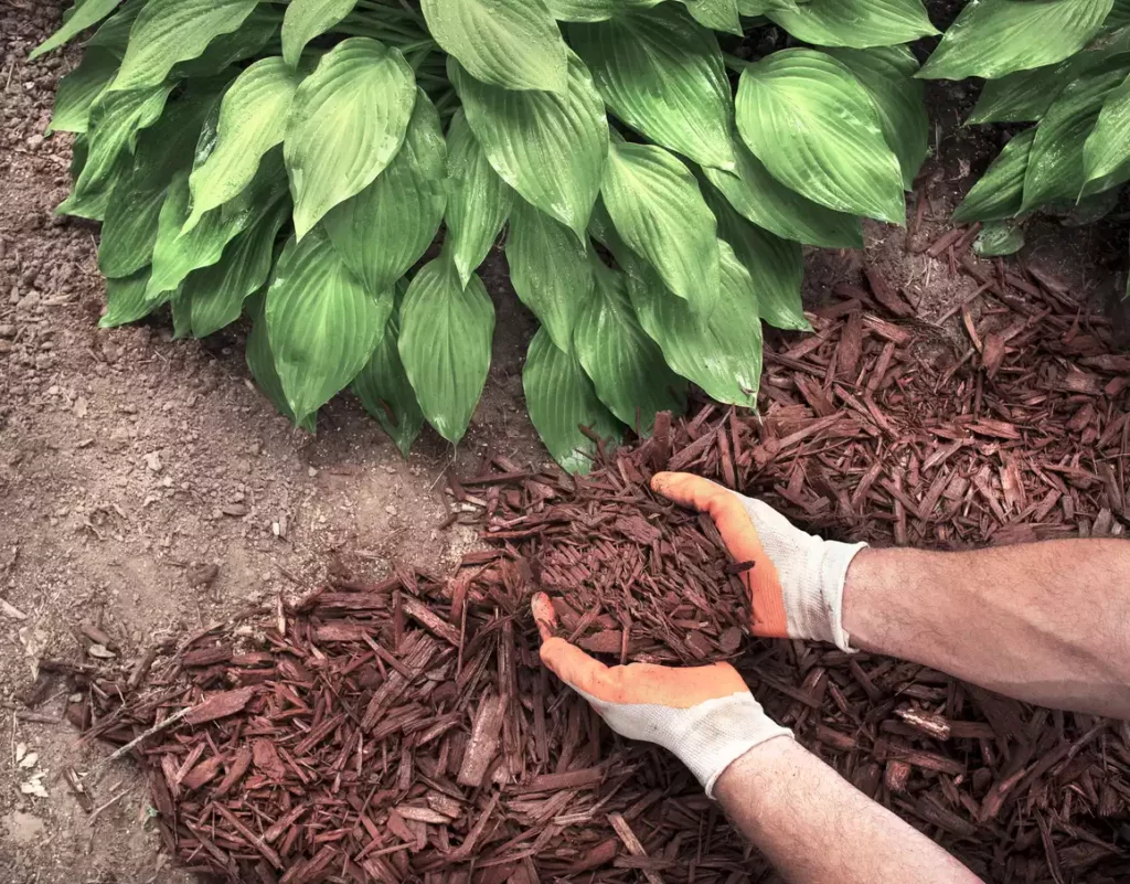 Mains avec des gants appliquant du paillis à un parterre de jardin avec des feuilles vertes