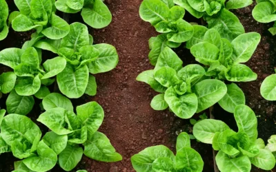 Cultiver la mâche au potager, salade d’hiver par excellence