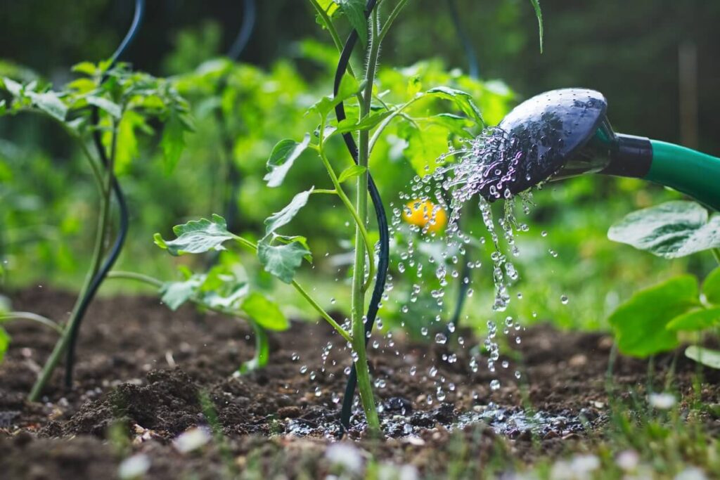 L'image montre un arrosoir en train de verser de l'eau sur un plant de tomate en pleine terre. Le plant de tomate est attaché à un tuteur pour le soutenir, et l'arrière-plan montre d'autres plants de tomates dans un jardin. Les gouttes d'eau sont bien visibles, illustrant l'action d'arrosage.