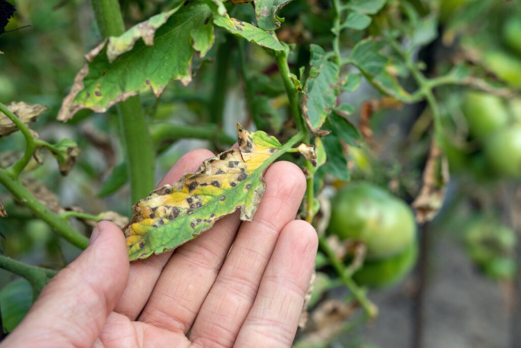 L'image montre une main tenant une feuille de plant de tomate présentant des signes de maladie. La feuille est jaunie avec des taches brunes et des bords desséchés, indiquant probablement une infection fongique ou bactérienne. En arrière-plan, d'autres feuilles et des tomates vertes sont visibles sur la plante.