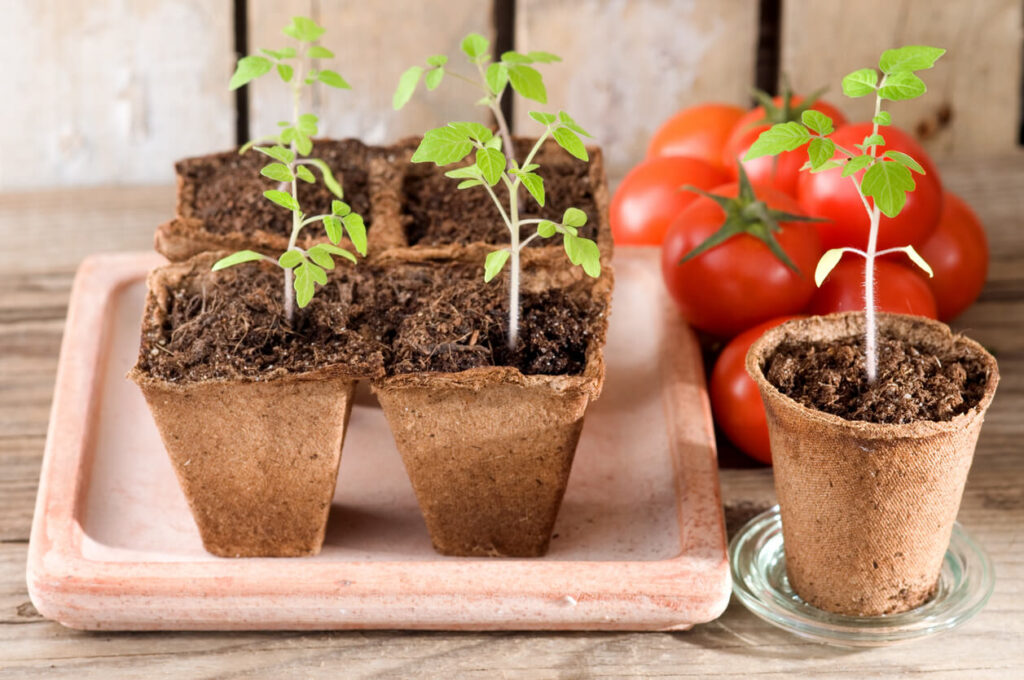 jeunes plants de tomates dans de petits pots en terre cuite remplis de terre. En arrière-plan, il y a quelques tomates mûres et rouges